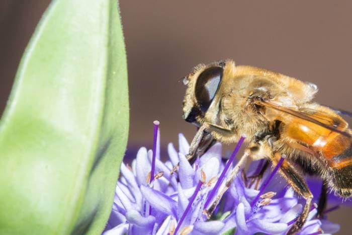 abeja en la naturaleza
